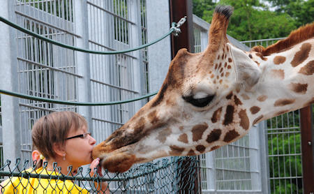 Kind füttert eine Giraffe im Zoo